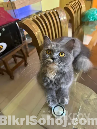 Adult Female Persian Cat